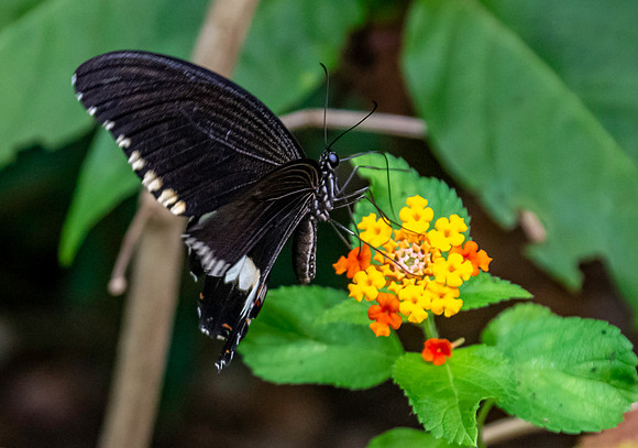 Common mormon