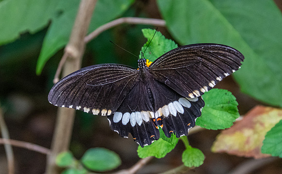 Common mormon