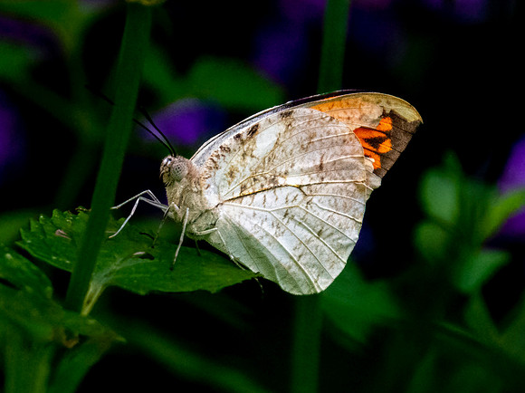 Giant orange tip