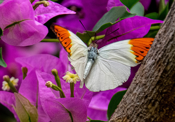 Giant orange tip