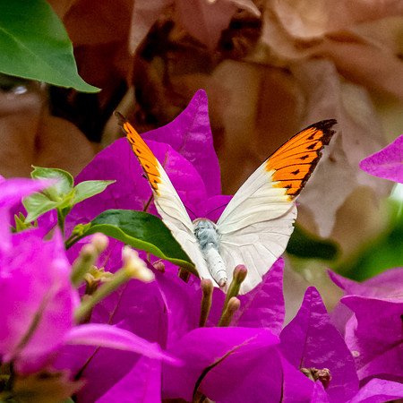 Giant orange tip