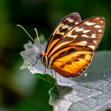 Harmonia tiger-wing