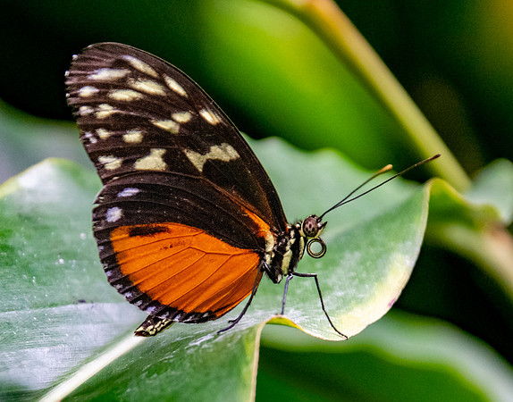 Hecale longwing