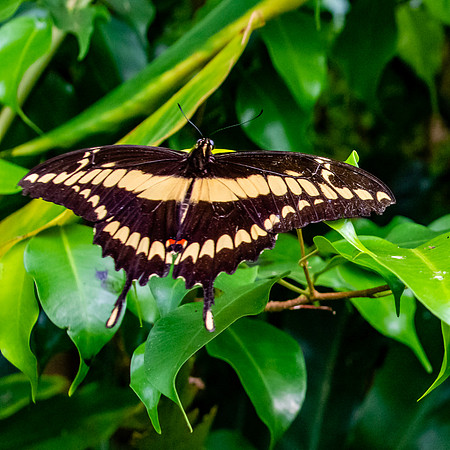 King page swallowtail
