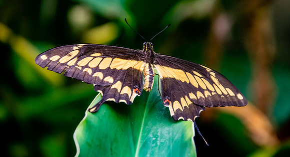 King page swallowtail