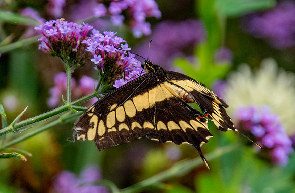 King page swallowtail