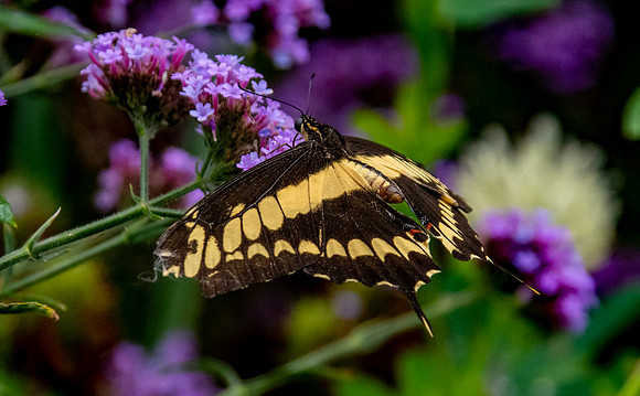 King page swallowtail