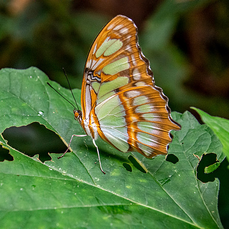 Malachite
