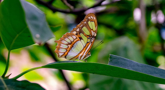 Malachite