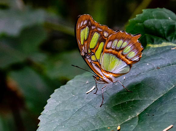 Malachite