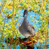 Yellow billed teal
