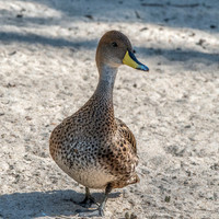 Yellow billed teal