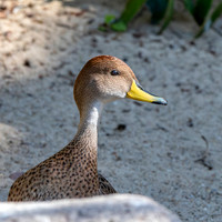 Yellow billed teal
