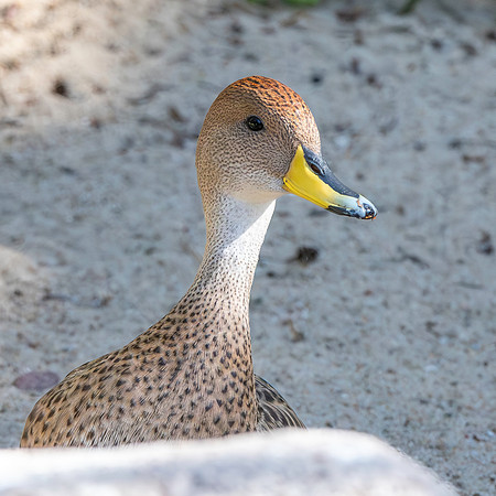 Yellow billed teal