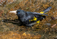 Yellow rumped cacique