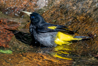 Yellow rumped cacique