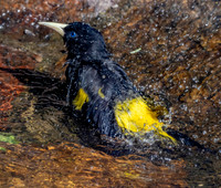 Yellow rumped cacique