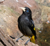 Yellow rumped cacique