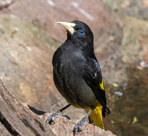 Yellow rumped cacique