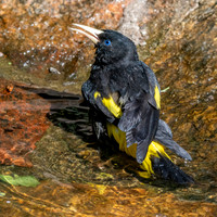 Yellow rumped cacique