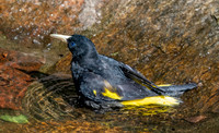 Yellow rumped cacique
