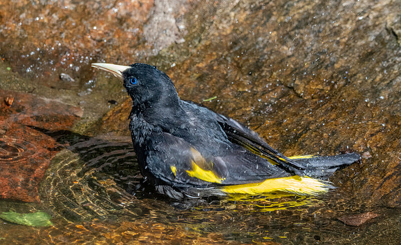 Yellow rumped cacique
