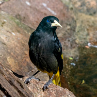 Yellow rumped cacique