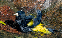 Yellow rumped cacique