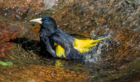 Yellow rumped cacique