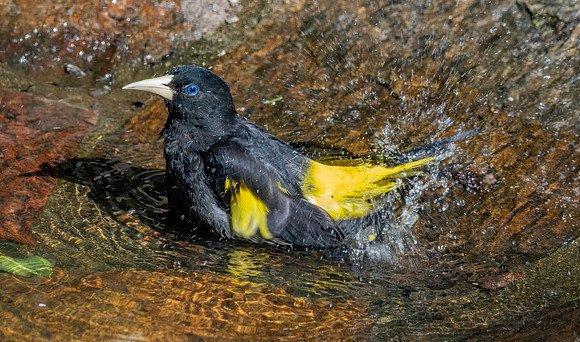 Yellow rumped cacique