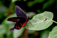 Pink rose swallowtail