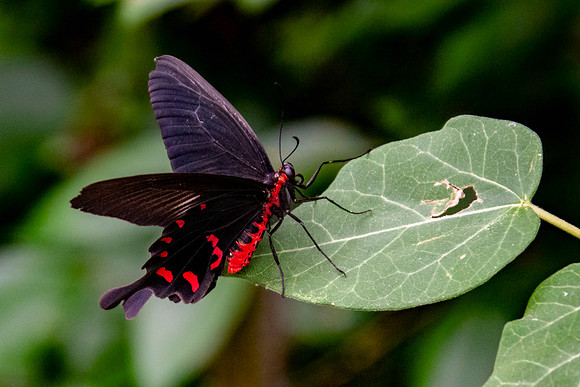 Pink rose swallowtail