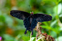 Pink rose swallowtail
