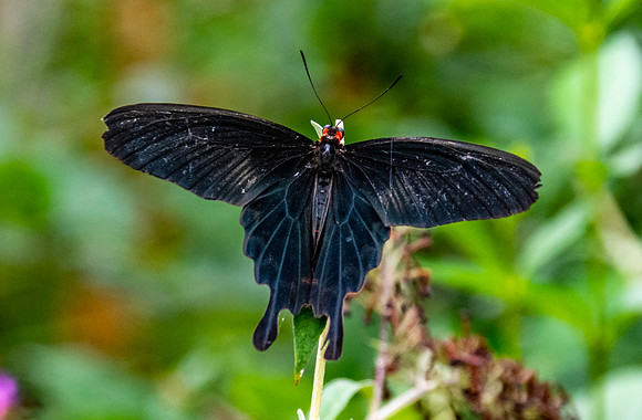 Pink rose swallowtail