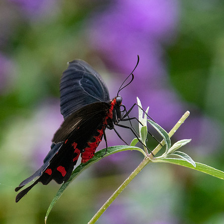 Pink rose swallowtail