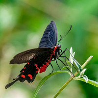 Pink rose swallowtail