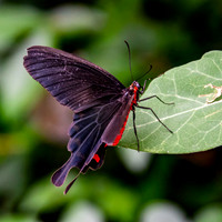 Pink rose swallowtail