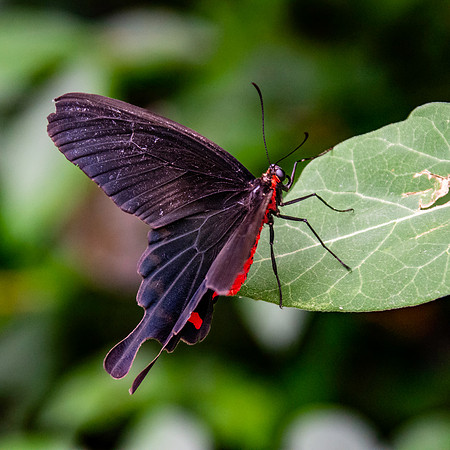 Pink rose swallowtail