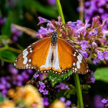 Plain tiger