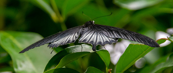 Polydamas swallowtail