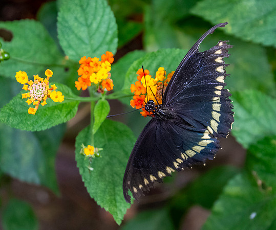Polydamas swallowtail