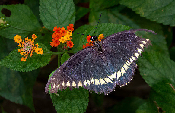 Polydamas swallowtail