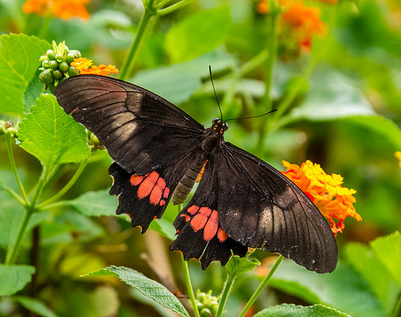 Ruby spotted swallowtail