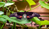 Ruby spotted swallowtail