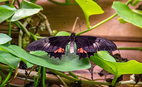 Ruby spotted swallowtail