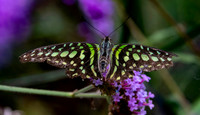Tailed jay swallowtail