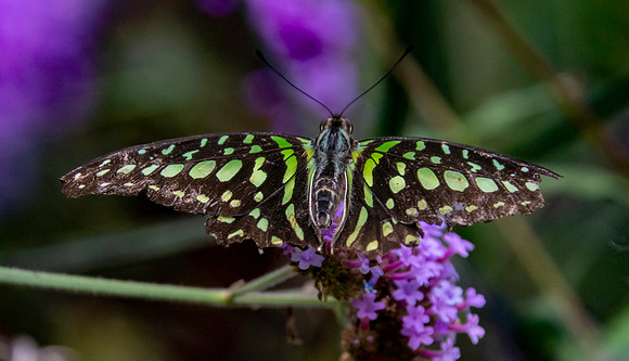 Tailed jay swallowtail
