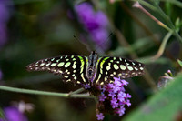 Tailed jay swallowtail