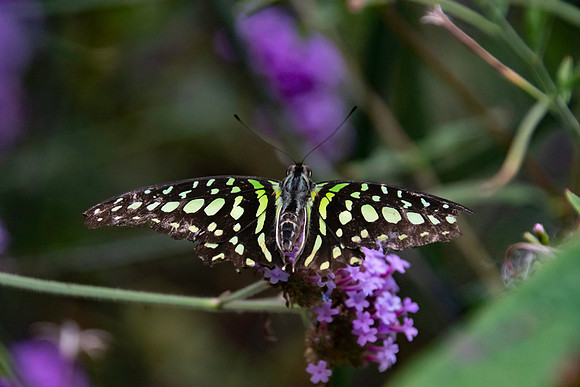 Tailed jay swallowtail