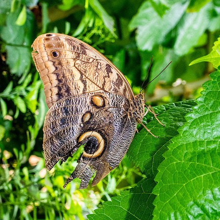 The owl